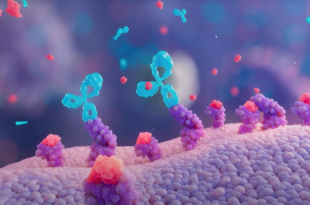 מהו סאפנלו?